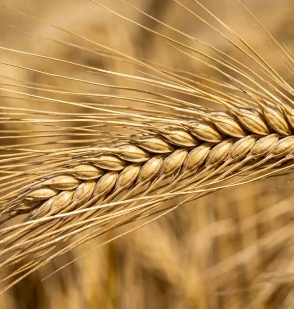 From high-grade malting barley for specialized brewing to nutrient-dense feed barley for livestock sectors, we supply energy-rich crops that meet exact grain sizing and purity standards required by global markets.
