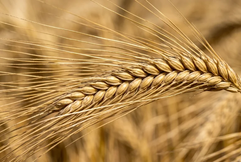 From high-grade malting barley for specialized brewing to nutrient-dense feed barley for livestock sectors, we supply energy-rich crops that meet exact grain sizing and purity standards required by global markets.