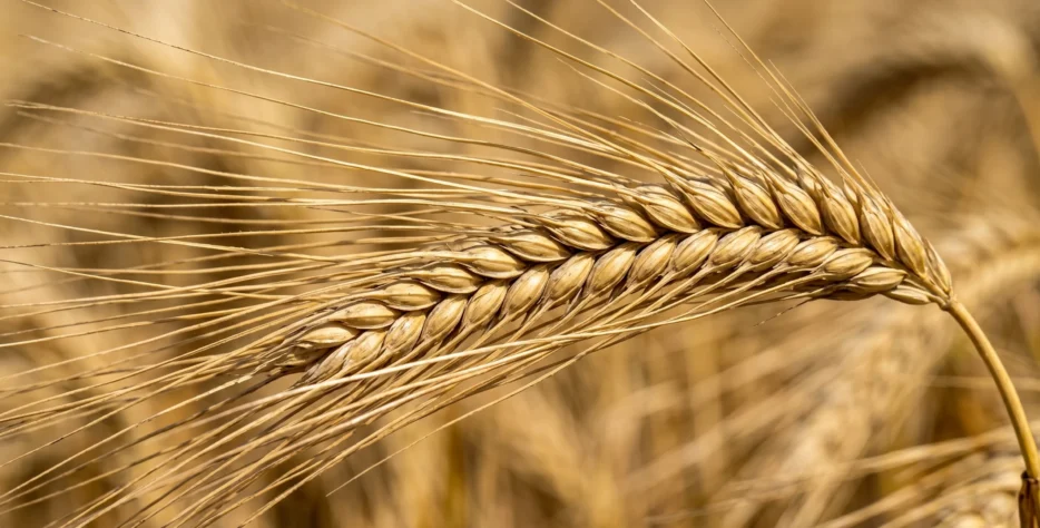 From high-grade malting barley for specialized brewing to nutrient-dense feed barley for livestock sectors, we supply energy-rich crops that meet exact grain sizing and purity standards required by global markets.