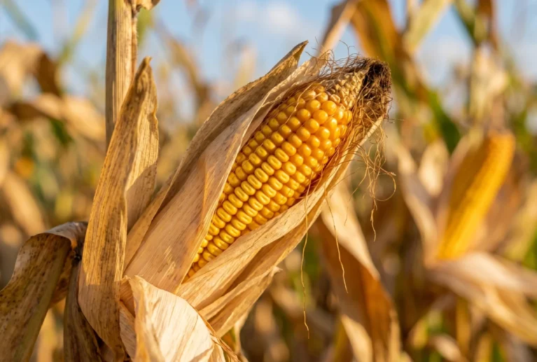 As a vital driver for food, starch, and animal nutrition industries, our non-GMO and standard corn supplies are filtered through meticulous drying and cargo preservation standards to protect starch integrity and prevent moisture risks.